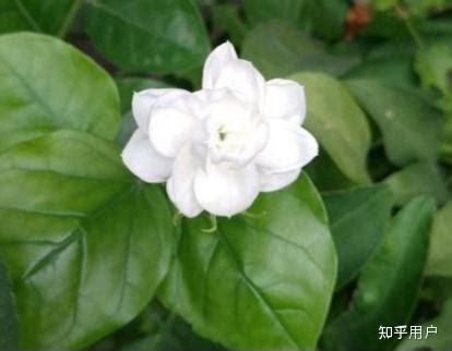 茉莉花喜欢阳光吗|新手怎样养活茉莉花？